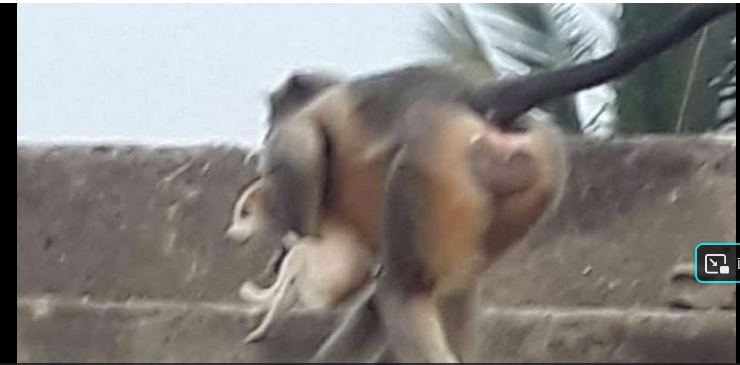 印度猴子����缀跛に廊�村狗，可怕！