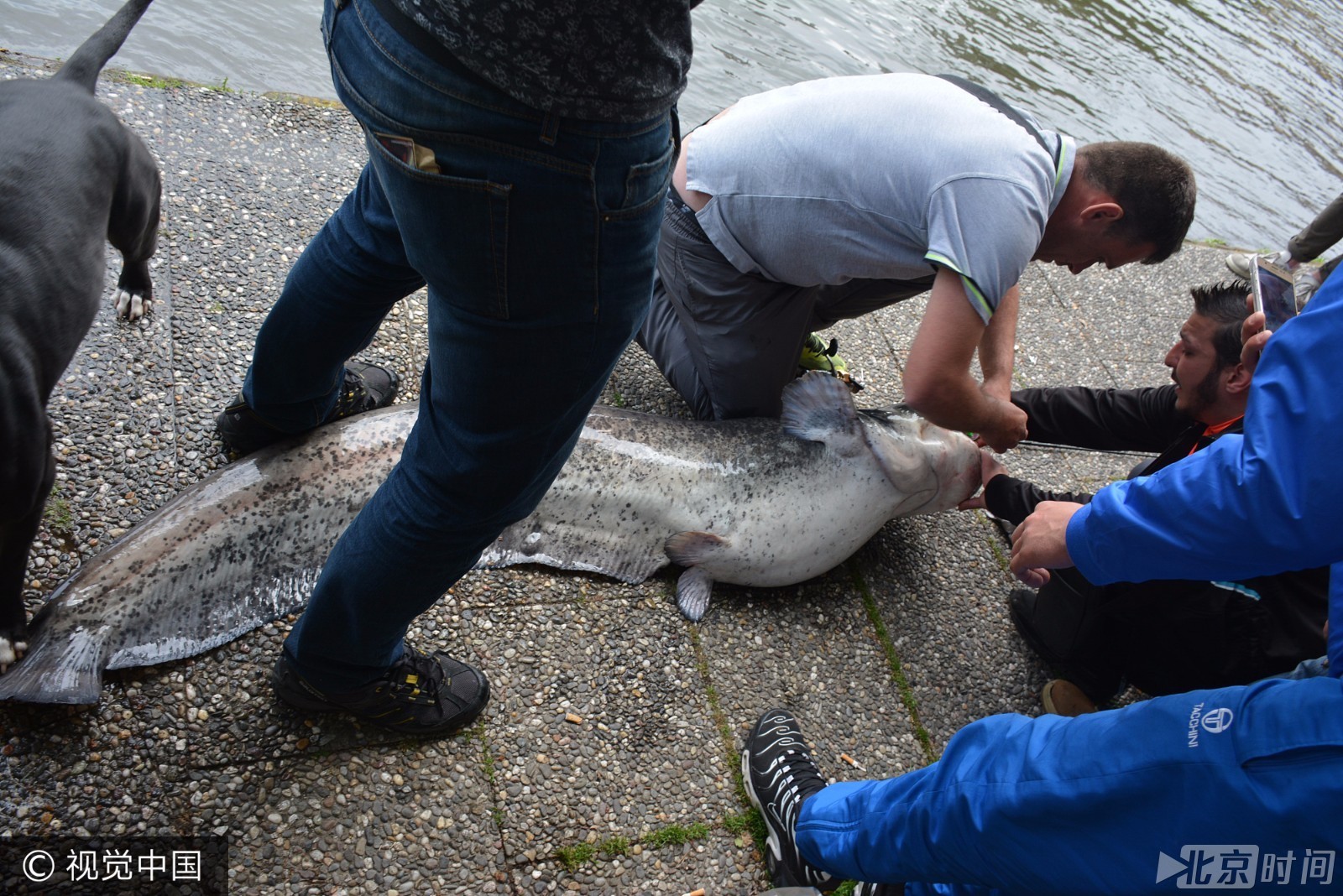 渔民捕获重120斤鲶鱼 成精了!