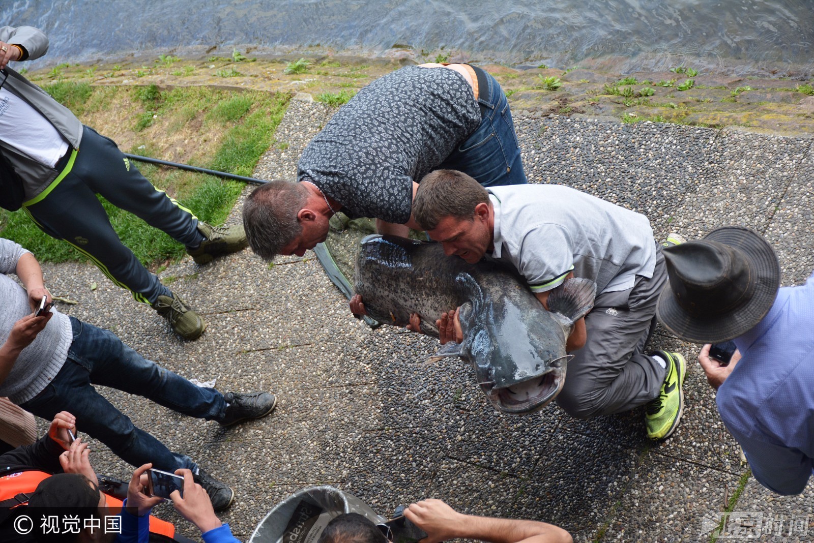 渔民捕获重120斤鲶鱼 成精了!