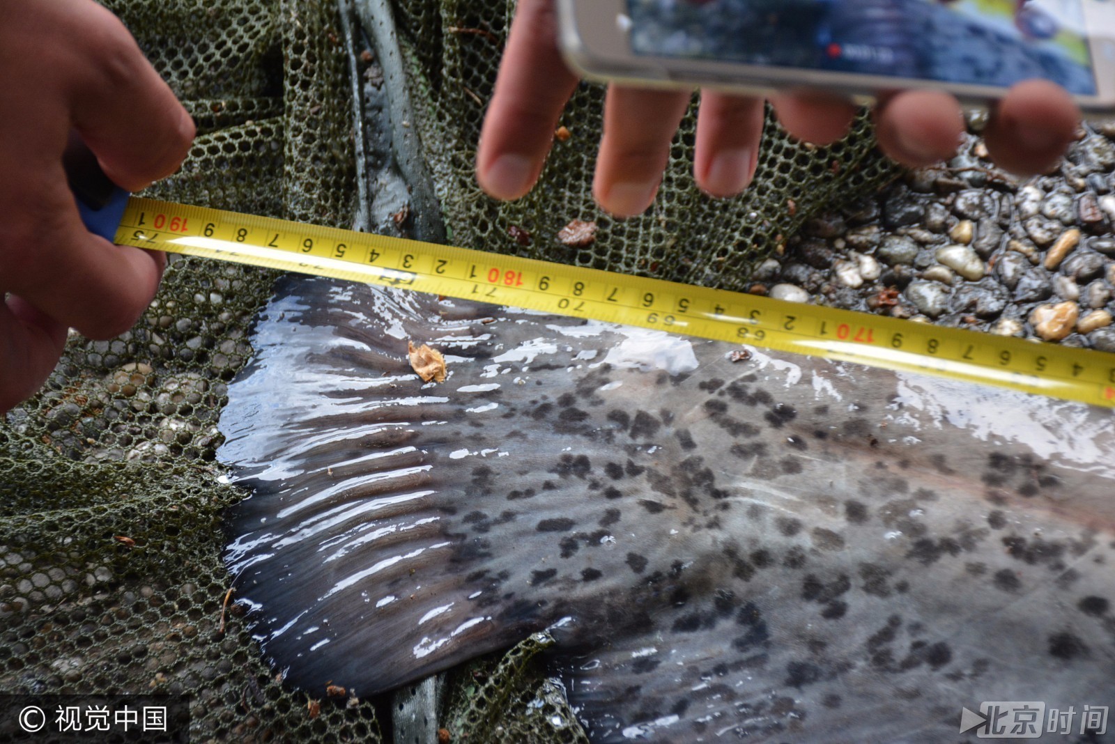 渔民捕获重120斤鲶鱼 成精了!
