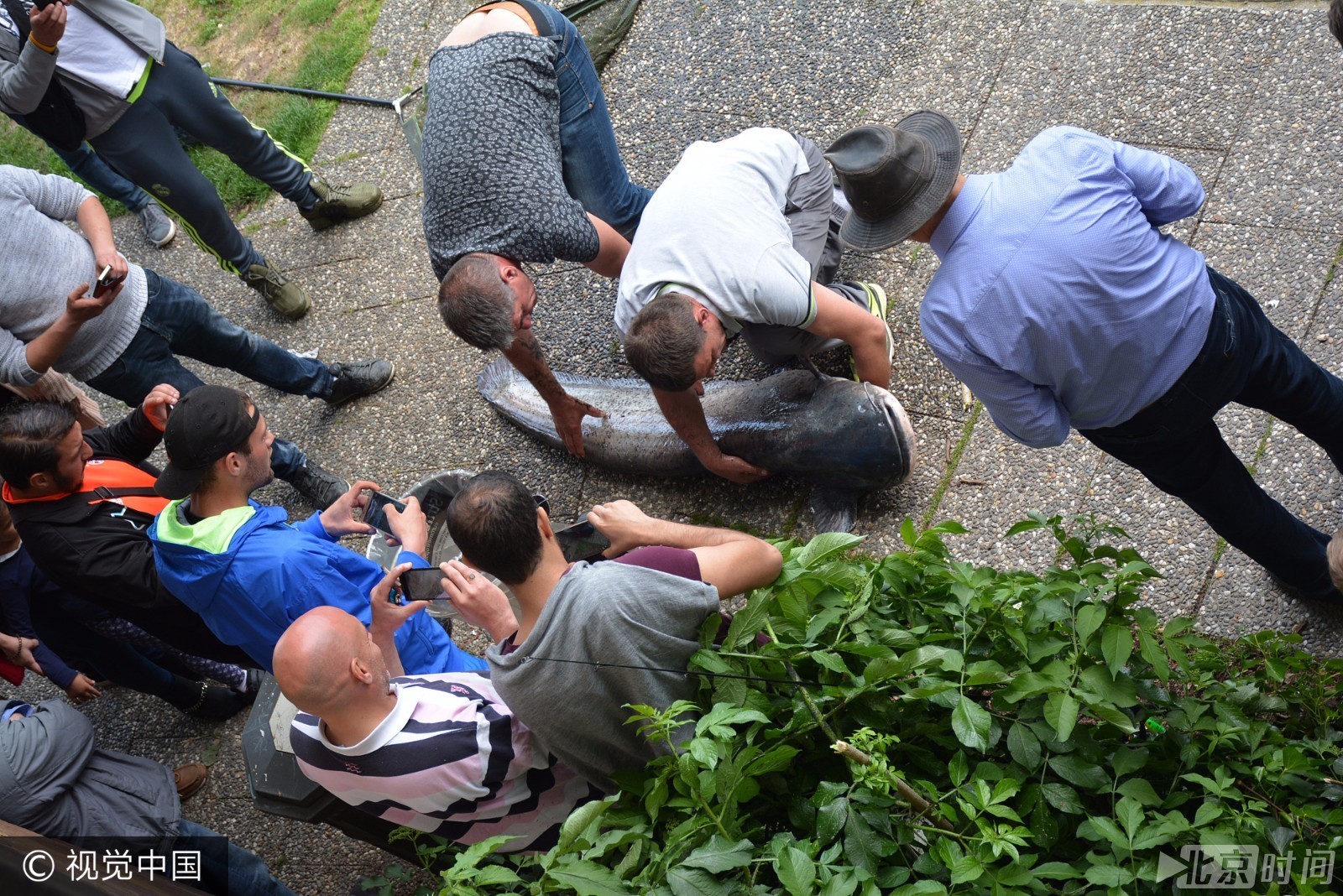 渔民捕获重120斤鲶鱼 成精了!