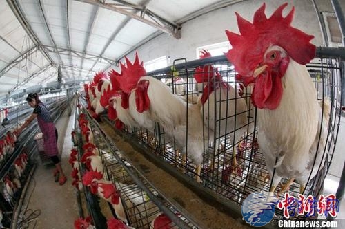 日本鸡场鸡粪发电