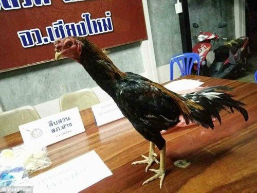 毒贩逼两鸡吞1400粒冰毒 警方要求毒贩向鸡道歉!