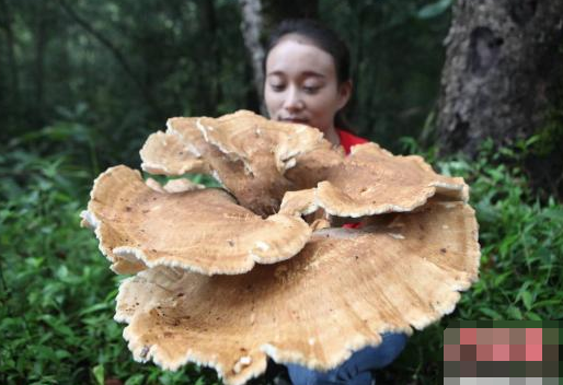 云南�F神秘巨型蘑菇  游客�@呼大�_眼界！