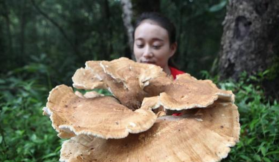 云南�F神秘巨型蘑菇  游客�@呼大�_眼界！