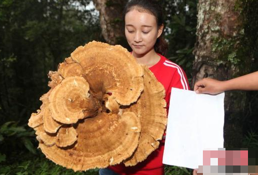 云南�F神秘巨型蘑菇  游客�@呼大�_眼界！
