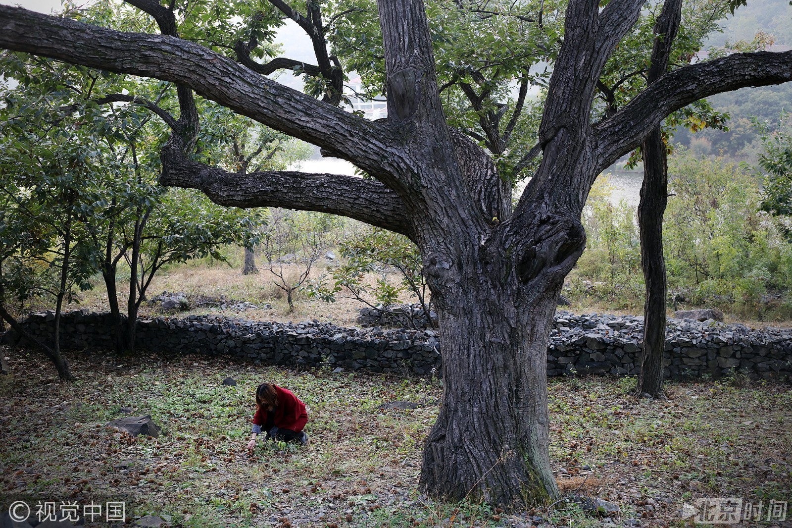 白领辞职做少庄主 从年薪二十万到月薪两三千