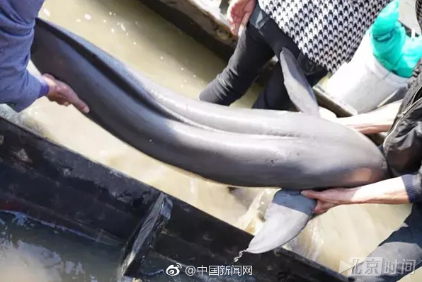 老渔民捕获超大江豚  高价不卖放归江中