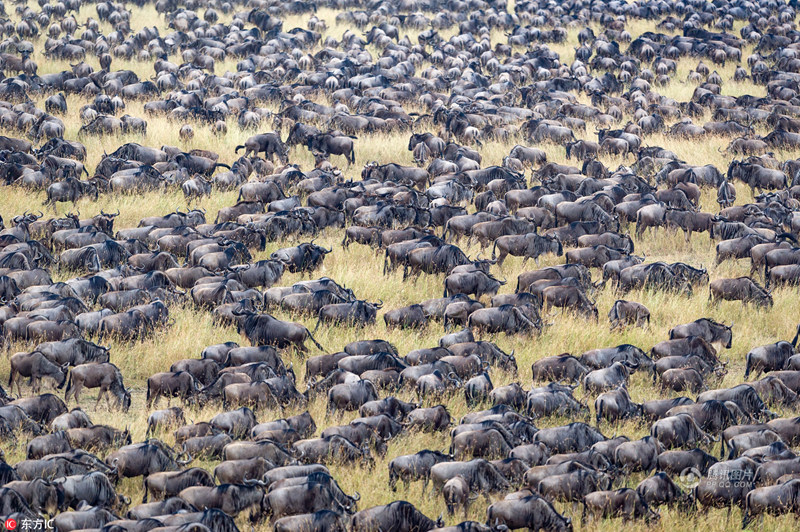 肯尼亚角马大迁徙 角马大规模迁徙现场画面!