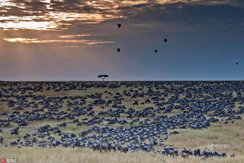 肯尼亚角马大迁徙 角马大规模迁徙现场画面!