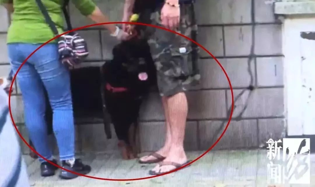 大狗咬伤日籍女子 上海日籍女子被大型犬咬