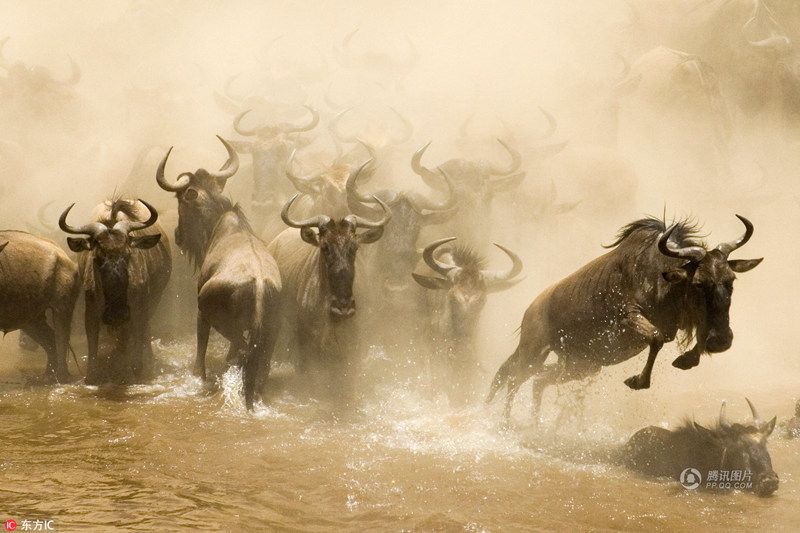 肯尼亚角马大迁徙 角马大规模迁徙现场画面!